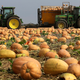 Image for article titled 4 Pumpkin-Flavored Foods to Help You Weather The Great Pumpkin Shortage of 2015